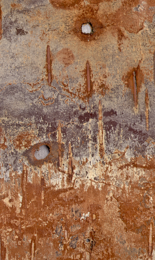 Inner bark from a water birch at Dark Acres