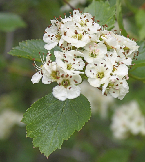 Crataegus douglasii bloooming in mid-May at Dark Acres